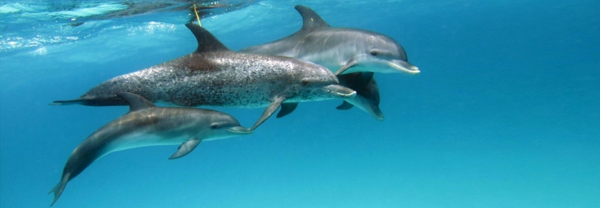 Dolphins photography by Prince Hussain Aga Khan